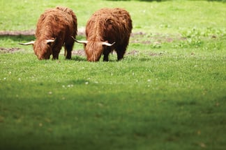 Belmond-cows