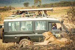 safari-south-africa-caravan-lion