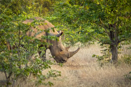 luxury-safari-rhino-wild