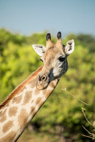 africa-safari-giraffe-luxury