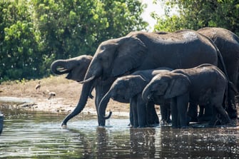 luxury-safari-elephant