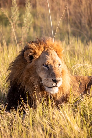 africa-safari-king-lion-luxury