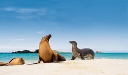 galapagos-beach-seal