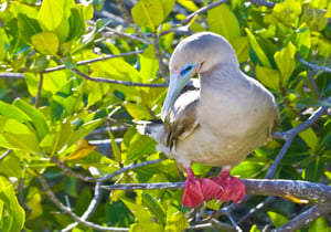 2-bahia-darwin-silversea-galapagos-cruise-red-footed-booby-680x476