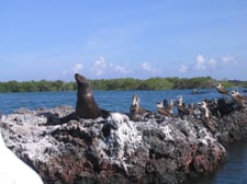 galapagos-silverseas-cruise