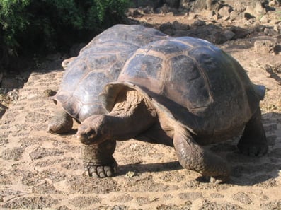 galapagos-tortoise