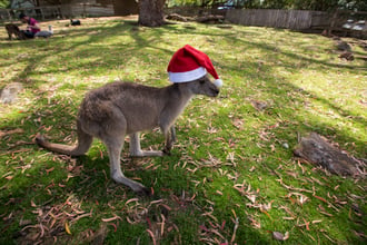 11_19-blog-sydney-kangaroo-santa