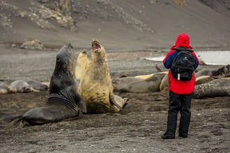 Southern-Elephant-Seal-800