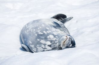 Weddell-Seal-800