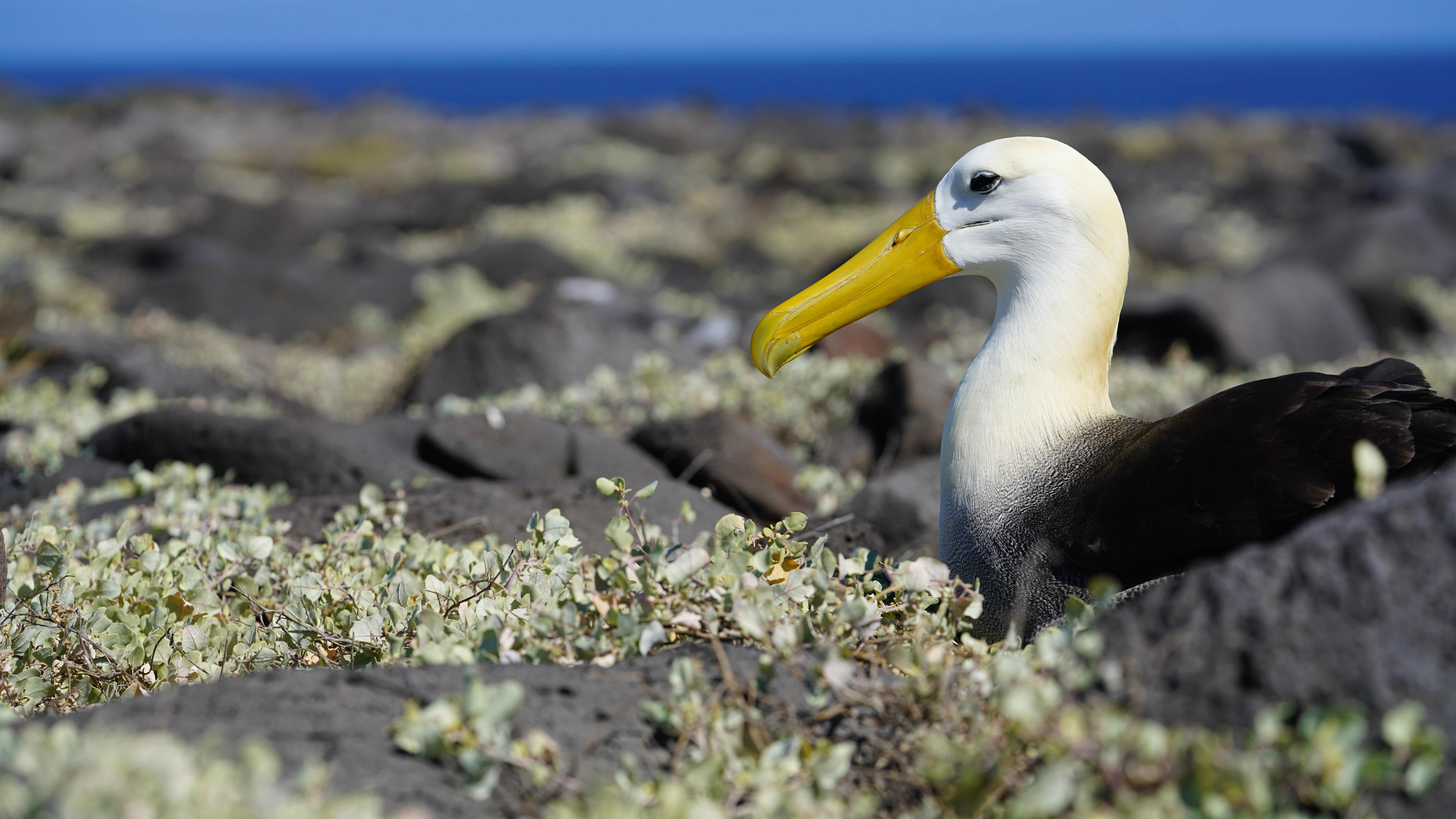 galapagos-2