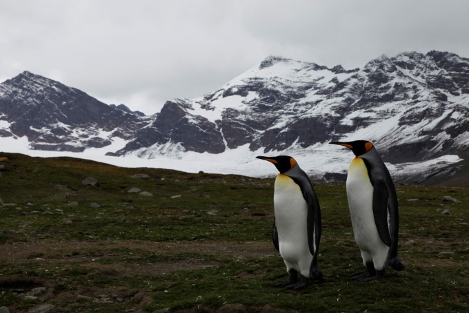 Penguins