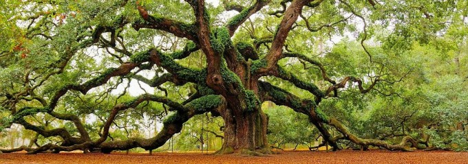 City Parks in the Southeast - Angel Oak Park Charleston