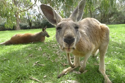 Kangaroo - Sydney, Australia