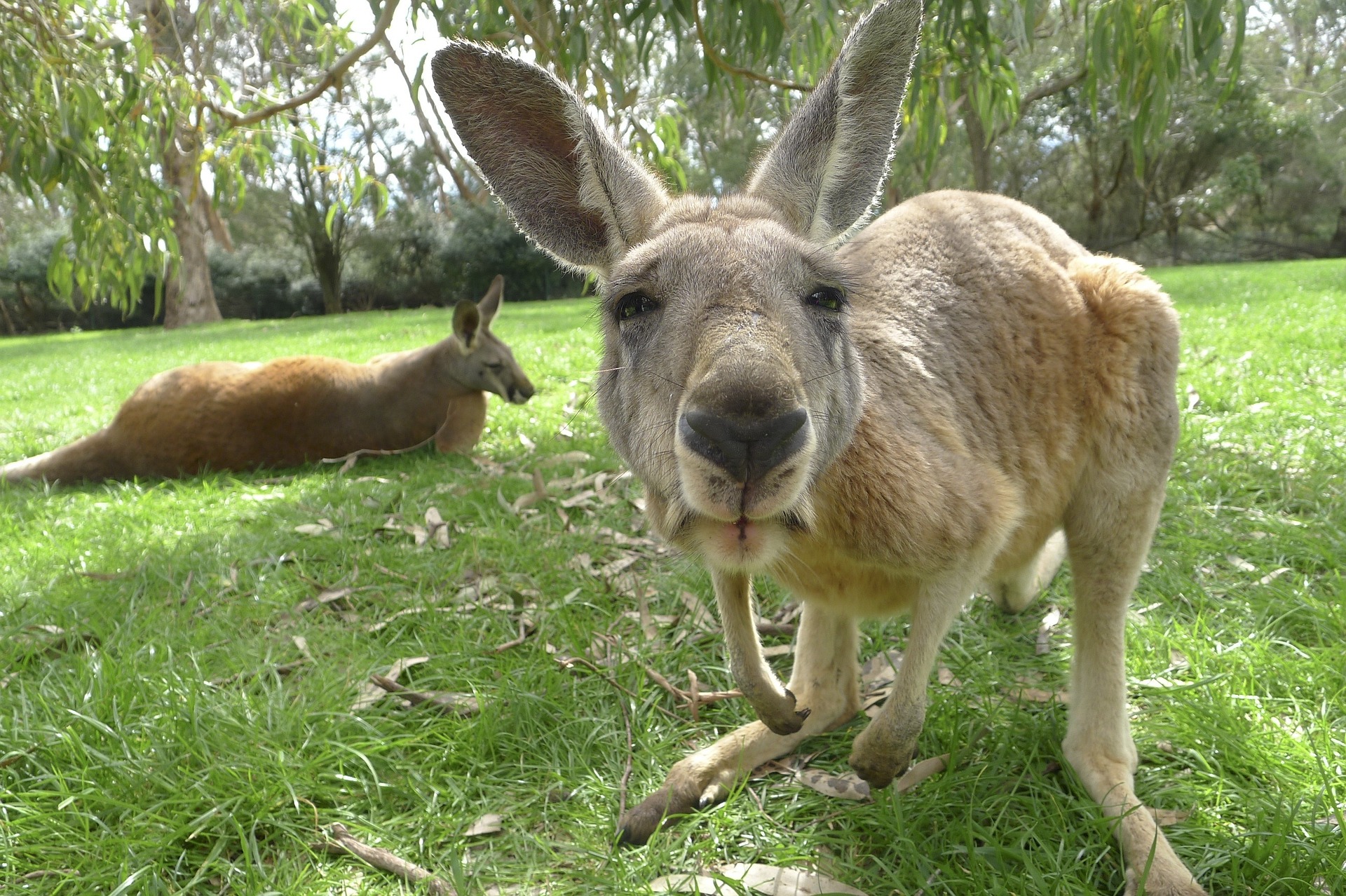 интересные животные в австралии
