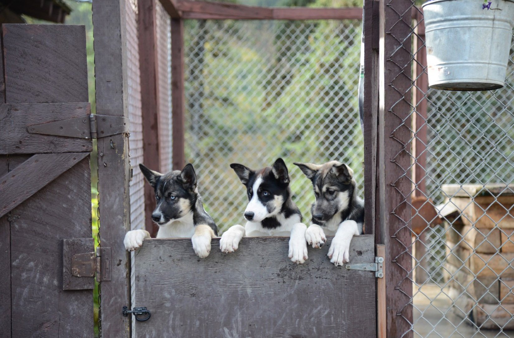 Meet-the-mushers-alaska-puppies