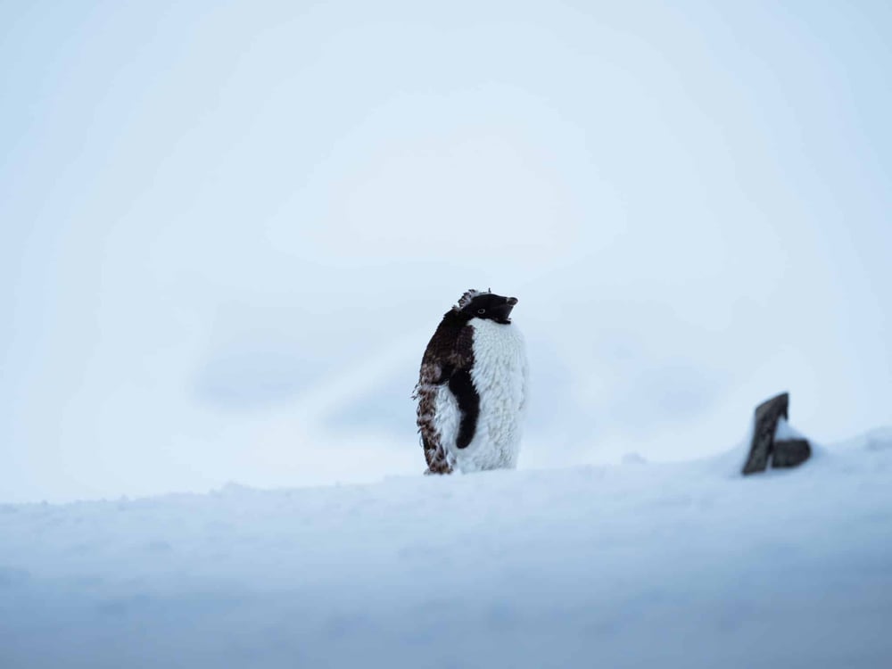 Adelie-Penguins-Antarctica-Tyson-Mayr-scaled
