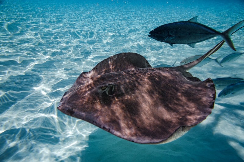 PC_PRINCESS_CARIBBEAN_CB_GRAND_CAYMAN_STINGRAY_ENCOUNTER_GPUCKETT_06_27_2022_2544-ME-RGB