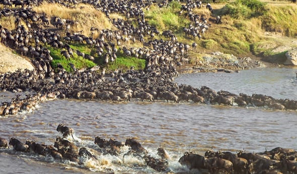 Serengeti-Bushtops-Serengeti-Tanzania-river-crossing850x500