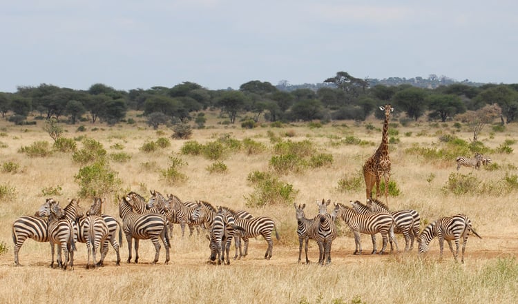 Tanzania-Elena-850x500