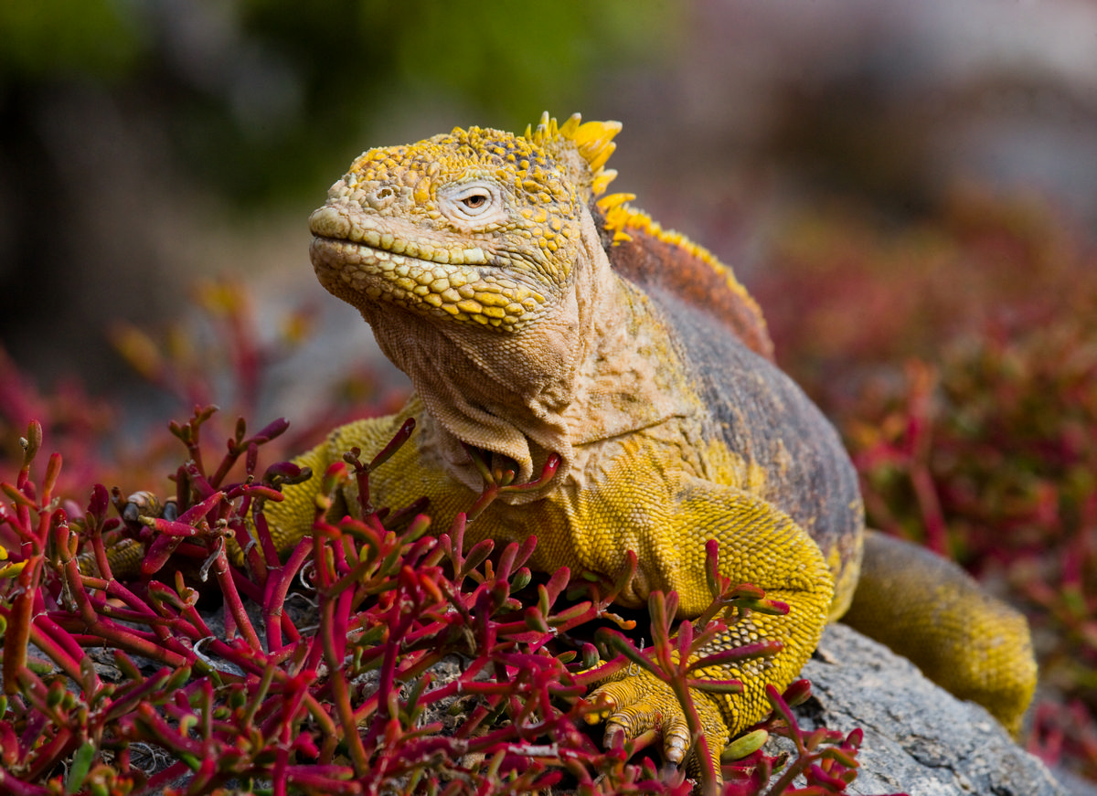 galapagos-wildlife-lizard-rocks-cruise