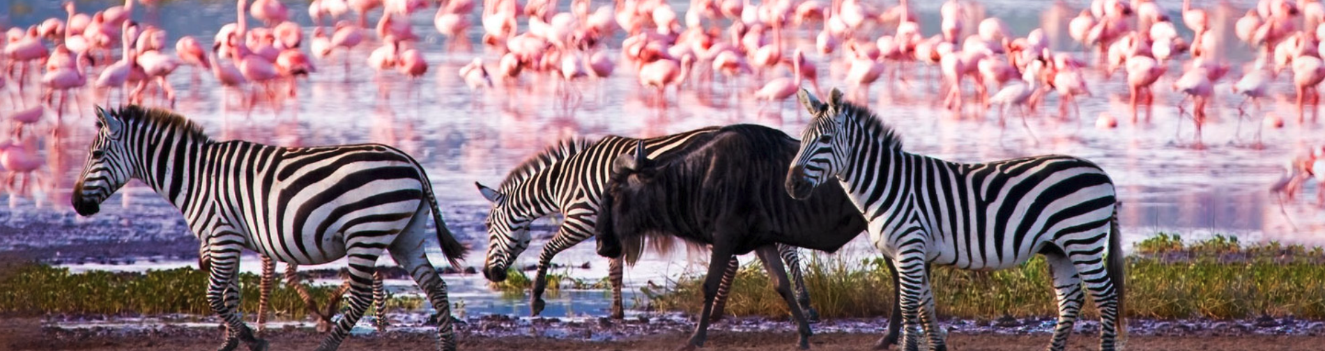 African Travel Header 2026-02