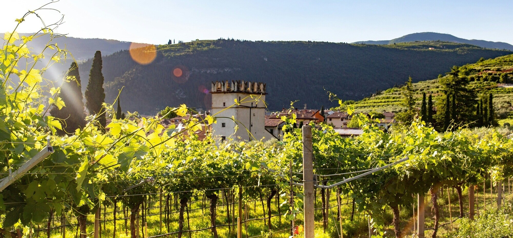 Italy vineyard - unsplash-1-1-1